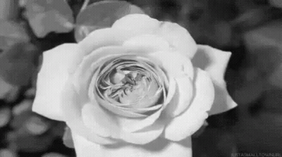 Close Up Of White Rose In Black And White GIF