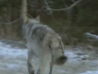 Close Up Of Wolf Walking In Snow GIF