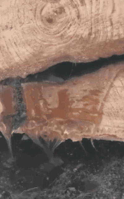 Close Up Of Wood With Water Dripping GIF