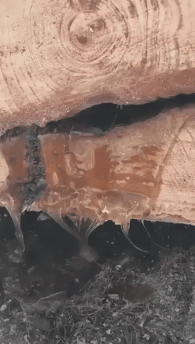 Close Up Of Wood With Water Drops GIF