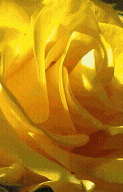 Close Up Of Yellow Rose Petals And Center GIF