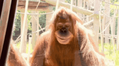 Close Up Orangutan Looking Through Glass Door GIF