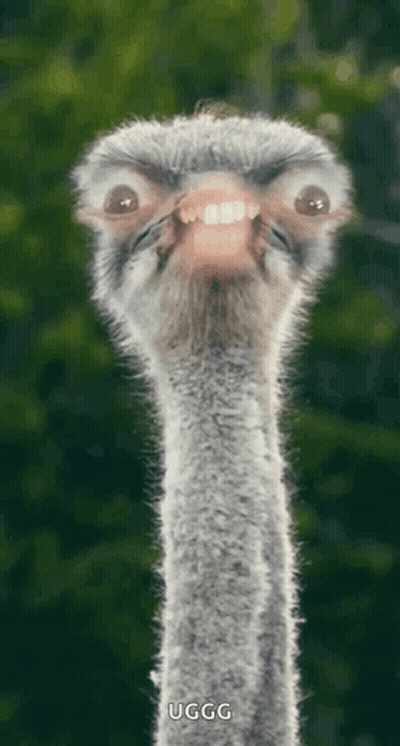 Close Up Ostrich Face Saying Ugg GIF