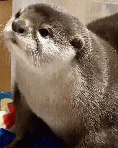 Close Up Otter Face With Blue Blanket GIF