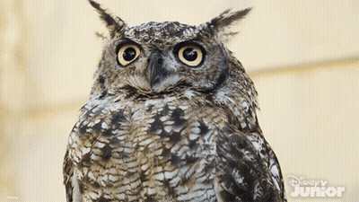Close Up Owl Disney Junior GIF