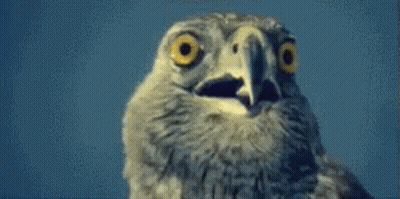 Close Up Owl Face Blue Sky GIF