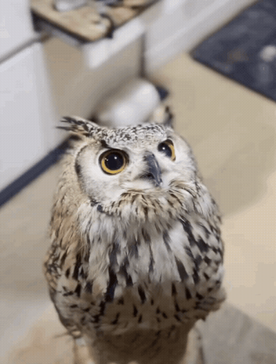 Close Up Owl Face Looking Up GIF