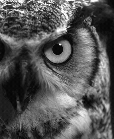 Close Up Owl Face With Black Eye GIF