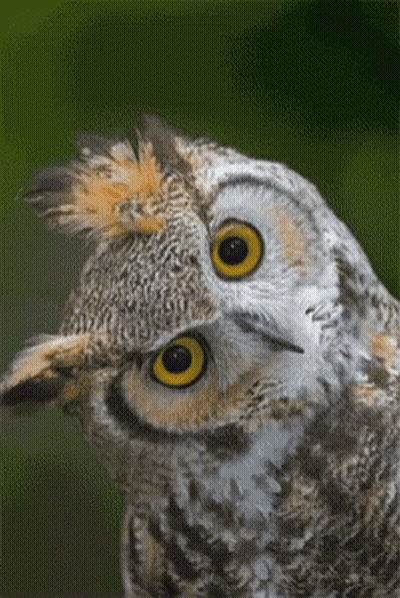 Close Up Owl Head With Yellow Eyes GIF