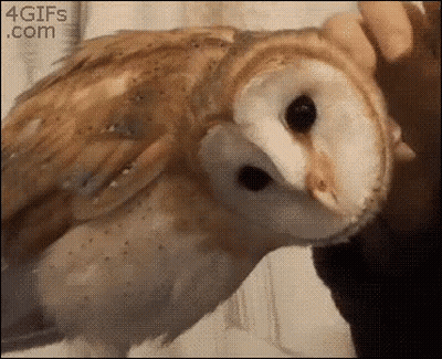 Close Up Owl Held By Person 4Gifs.com GIF