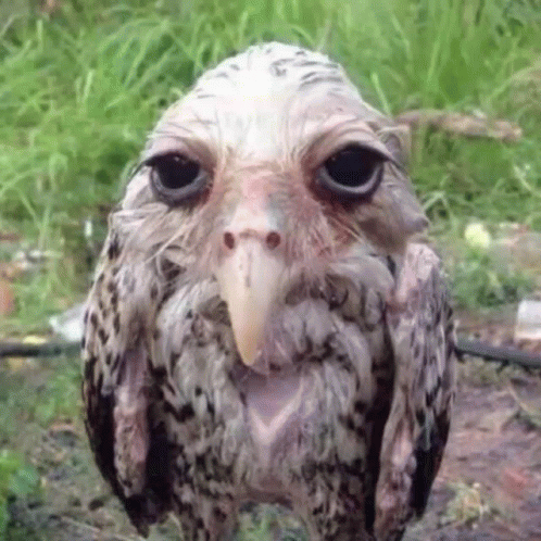 Close Up Owl Looking At Camera With Long Beak GIF