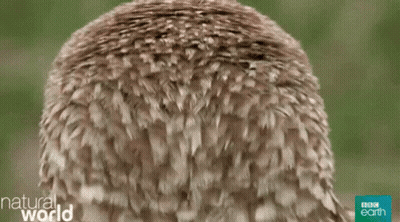 Close Up Owl Saying Alphabet Owl GIF