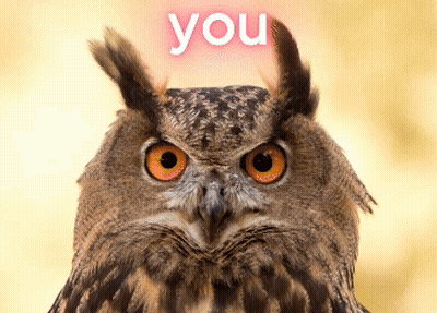 Close Up Owl Saying You GIF
