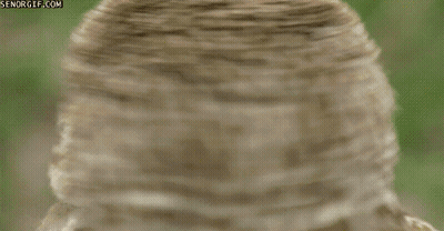 Close Up Owl With Senorgif.com GIF