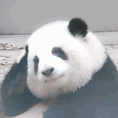 Close Up Panda Bear Laying Down GIF