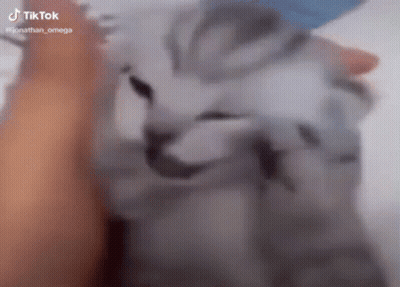 Close Up Person Petting Cat Face GIF