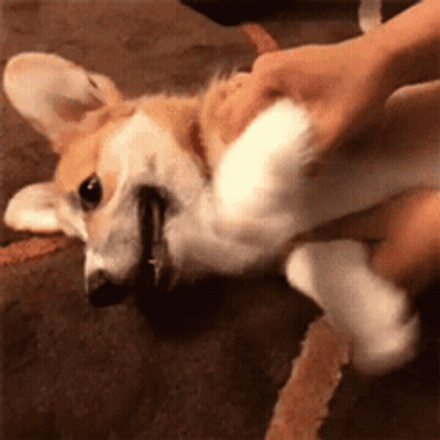 Close Up Person Petting Dog GIF