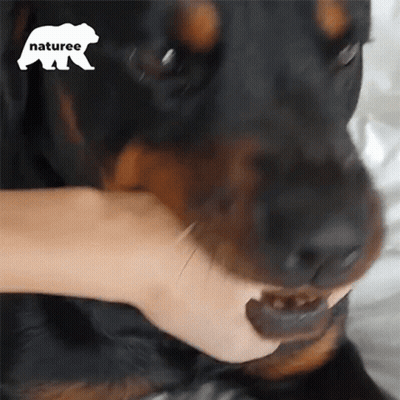 Close Up Person Petting Dog Naturee Logo GIF