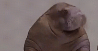Close Up Person's Head Indeed Indeed Indeed Indeed GIF