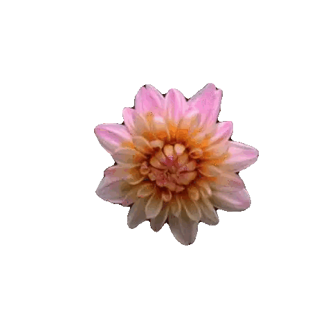 Close Up Pink And Orange Flower Sticker