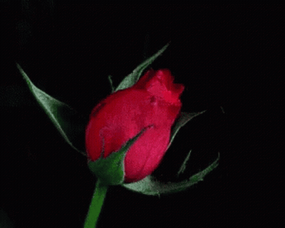 Close Up Pink Rose Black Background GIF