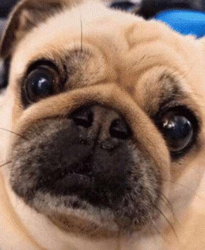 Close Up Pug Dog Blue Eyes GIF