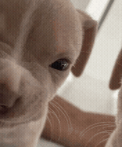 Close Up Puppy Face GIF