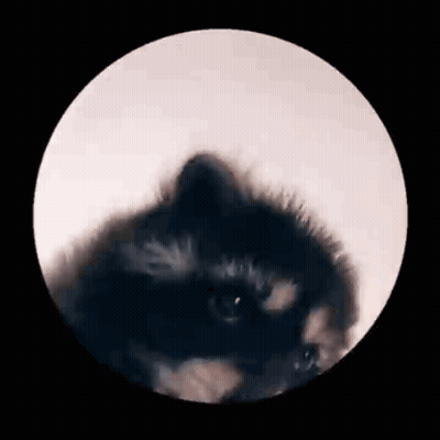 Close Up Raccoon In Circle GIF
