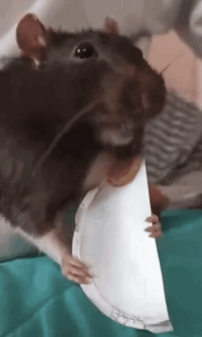 Close-Up Rat Holding Paper Plate GIF