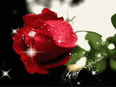 Close Up Red Rose Saying For You