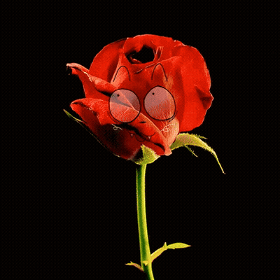 Close Up Red Rose With Cartoon Face GIF