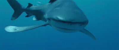 Close Up Shark Face In Ocean GIF