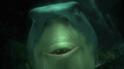 Close Up Shark Swimming With Mouth Open GIF