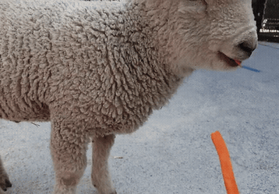 Close-Up Sheep Eating Orange Stick GIF