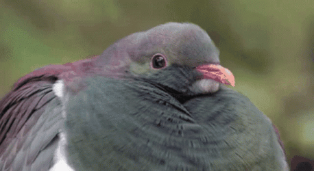 Close Up Shot Pigeon  GIF