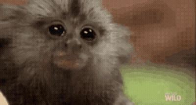 Close Up Small Monkey Looking At Camera GIF