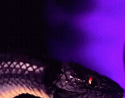 Close Up Snake With Red Eyes GIF