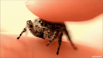 Close Up Spider On Finger With Natsdorf Watermark GIF