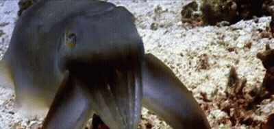 Close Up Squid On Ground GIF