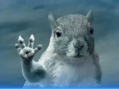 Close Up Squirrel Behind Glass Hand Outstretched GIF