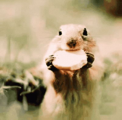 Close Up Squirrel Eating Cheese GIF