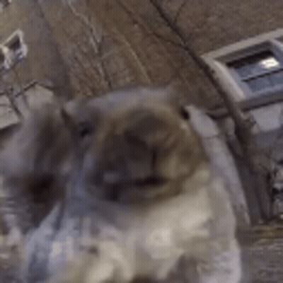 Close Up Squirrel Face Mouth Open Building Background