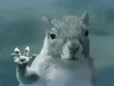 Close Up Squirrel Face With Hand Outstretched GIF