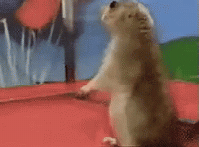 Close Up Squirrel Looking At Camera Blue Sky GIF