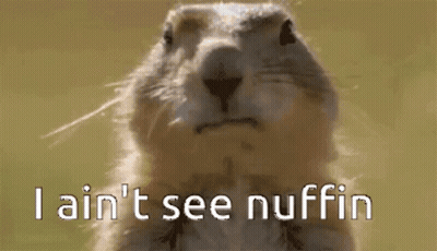Close Up Squirrel Saying I Ain't See Nuffin GIF