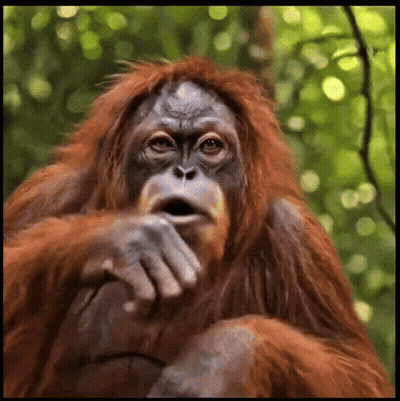 Close Up Surprised Orangutan
