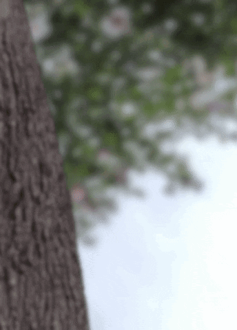 Close Up Tree Trunk With Flowers GIF