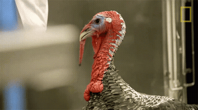 Close Up Turkey With National Geographic Logo GIF