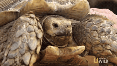 Close Up Turtle National Geographic Wild GIF