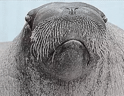 Close Up Walrus With Beard GIF